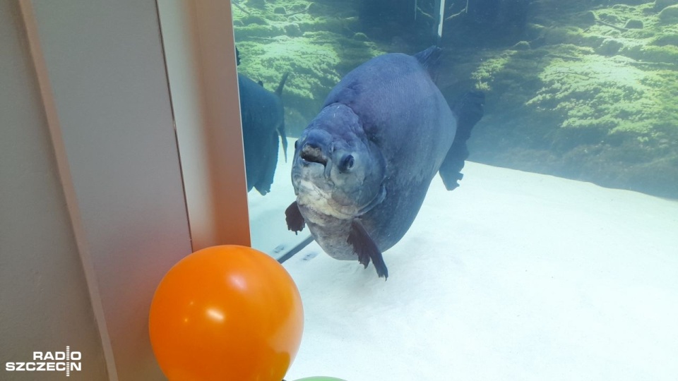 Pirania Kasia. Fot. Joanna Maraszek [Radio Szczecin]