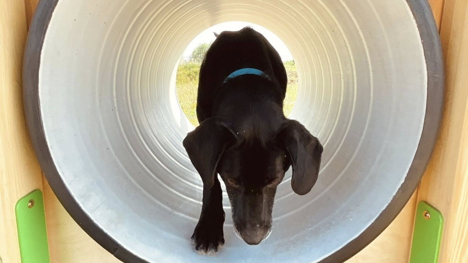 Fot. Schronisko dla Bezdomnych Zwierząt w Szczecinie