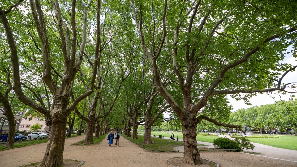 Festyn na Jasnych Błoniach rozpocznie się o godzinie 12 i potrwa do 16. Fot. Robert Stachnik [Radio Szczecin]