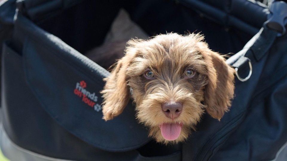 Fot. pixabay.com / Free-Photos (CC0 domena publiczna)