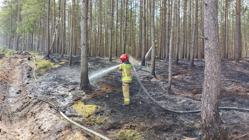 Fot. Nadleśnictwo Kliniska