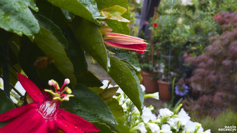 Fot. Maciej Papke [Radio Szczecin]