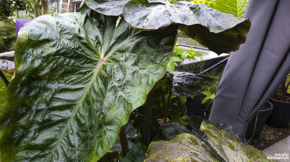 Fot. Maciej Papke [Radio Szczecin]