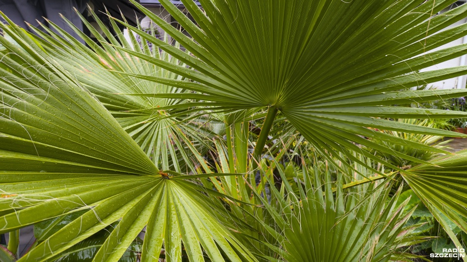 Fot. Maciej Papke [Radio Szczecin]