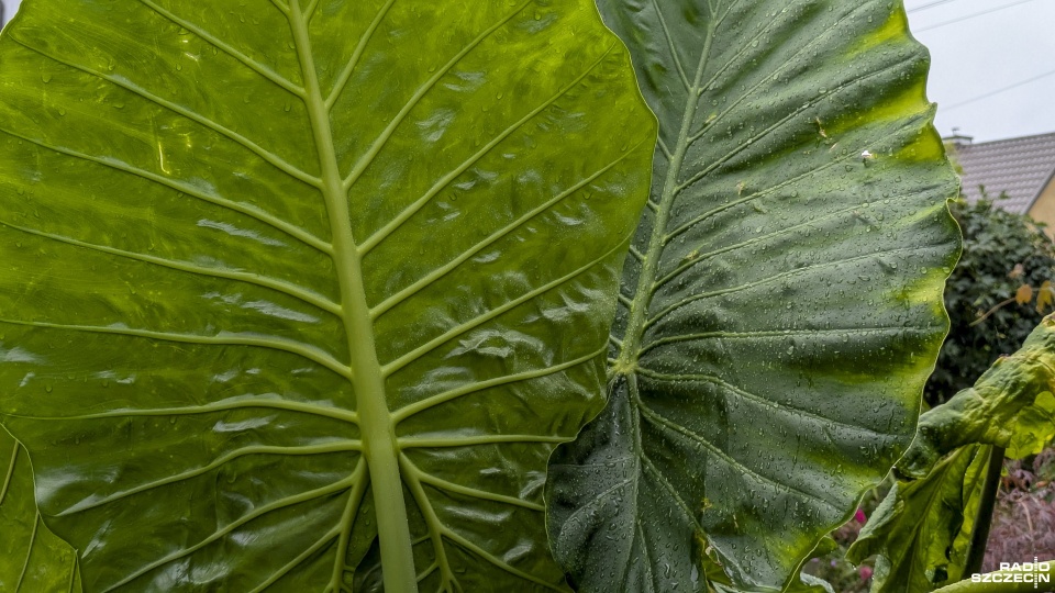 Fot. Maciej Papke [Radio Szczecin]