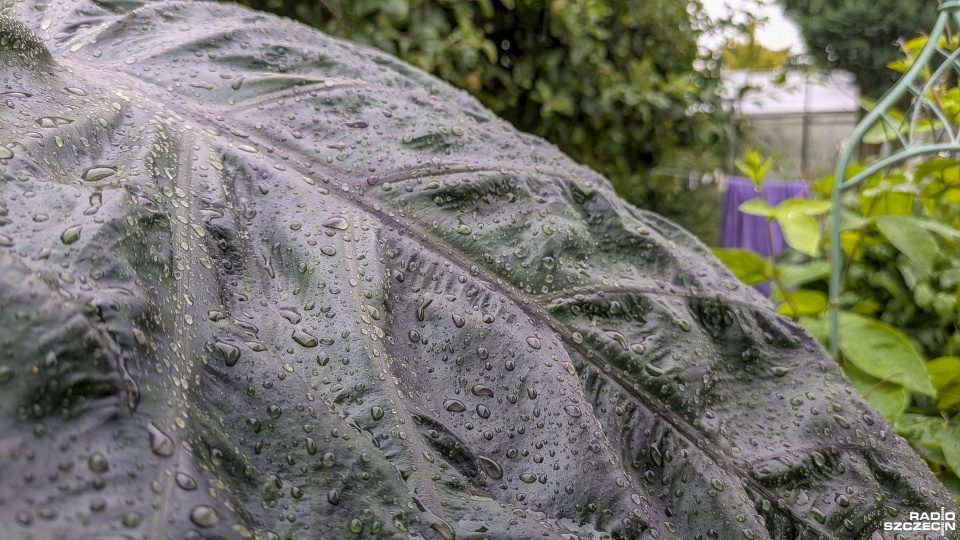 Fot. Maciej Papke [Radio Szczecin]