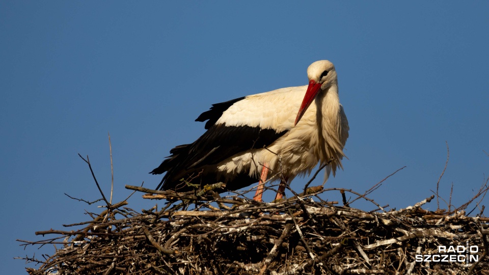 Bocian. Fot. Robert Stachnik [Radio Szczecin]
