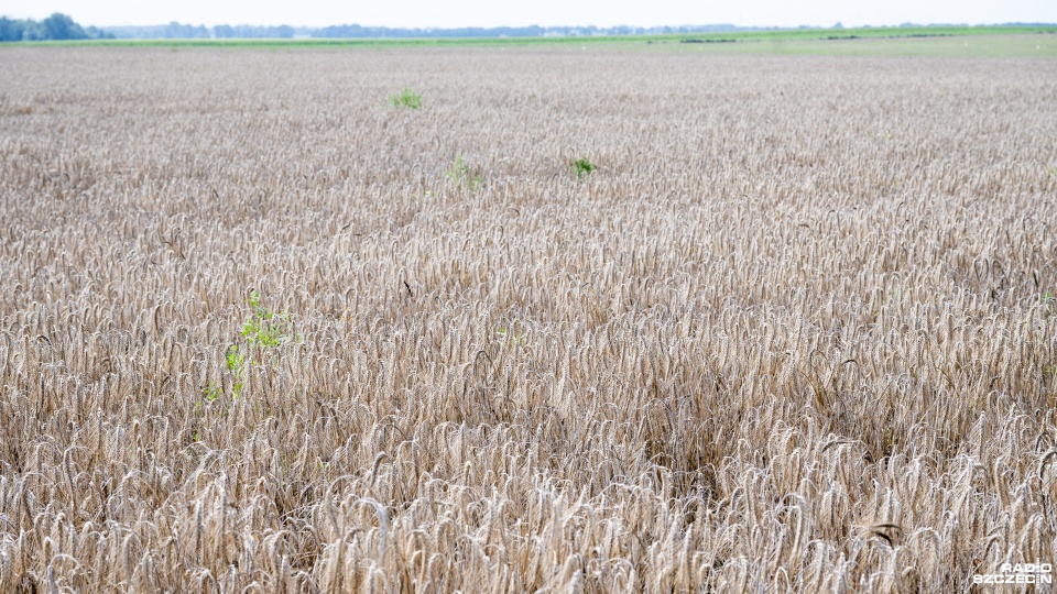 Fot. Kamila Kozioł [Radio Szczecin]