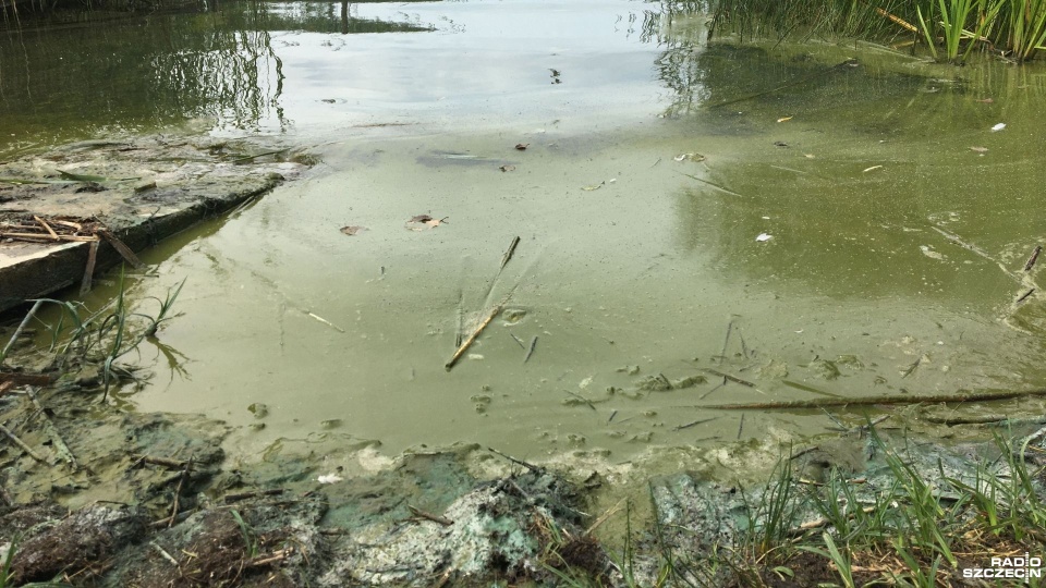 Fot. Sławomir Orlik [Radio Szczecin]