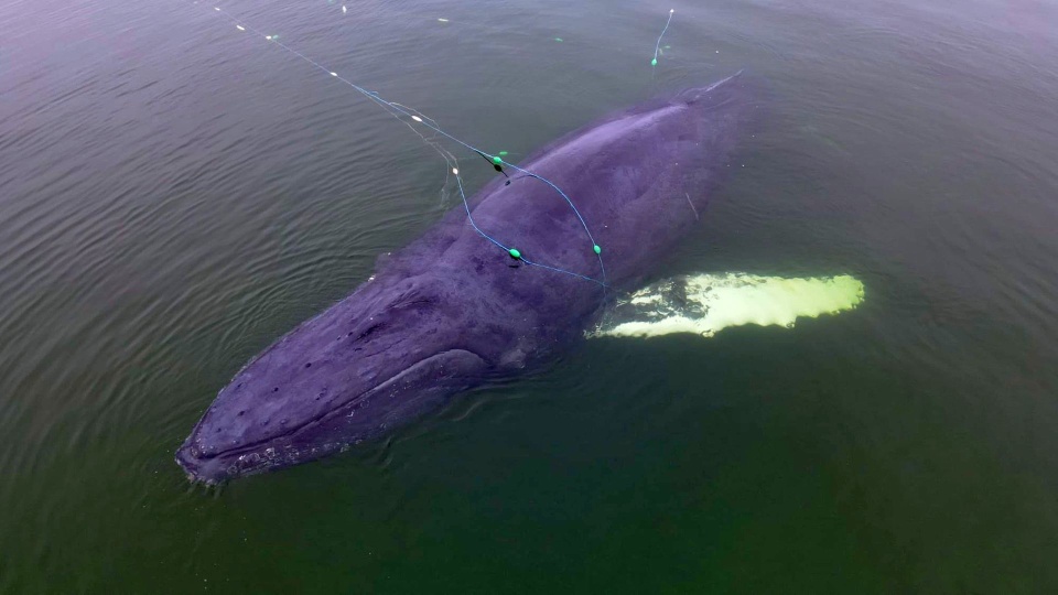 Zdjęcie poglądowe. Fot. Morska Służba Poszukiwania i Ratownictwa/Archiwum