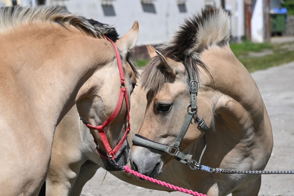 Fot. PAP/Marcin Bielecki