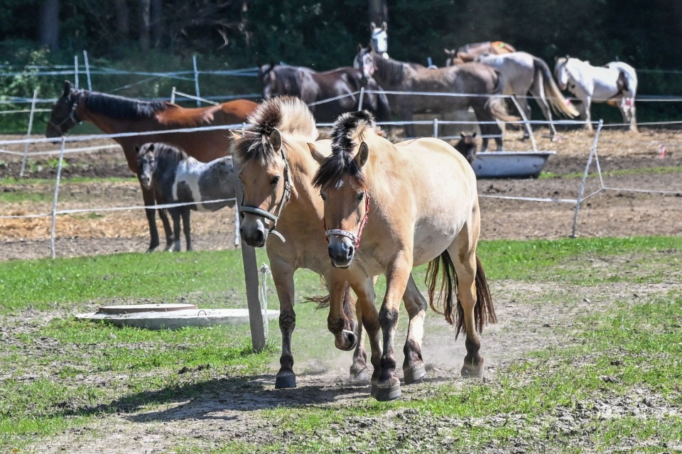 Fot. PAP/Marcin Bielecki