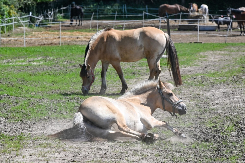 Fot. PAP/Marcin Bielecki