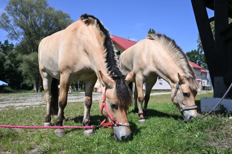 Fot. PAP/Marcin Bielecki