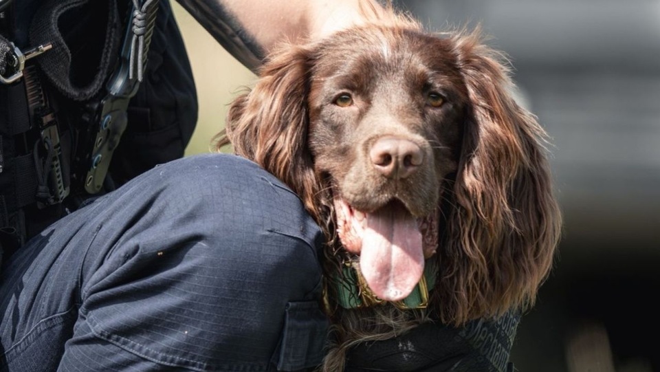 Iron - nowy czworonożny funkcjonariusz w koszalińskiej komendzie. Fot. Komenda Miejska Policji w Koszalinie
