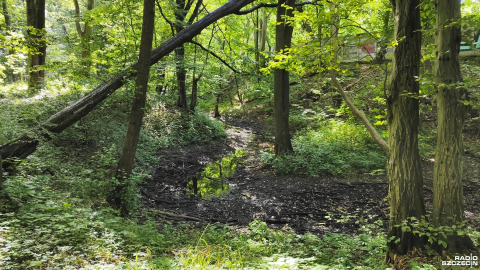 Fot. Przemysław Polanin [Radio Szczecin]