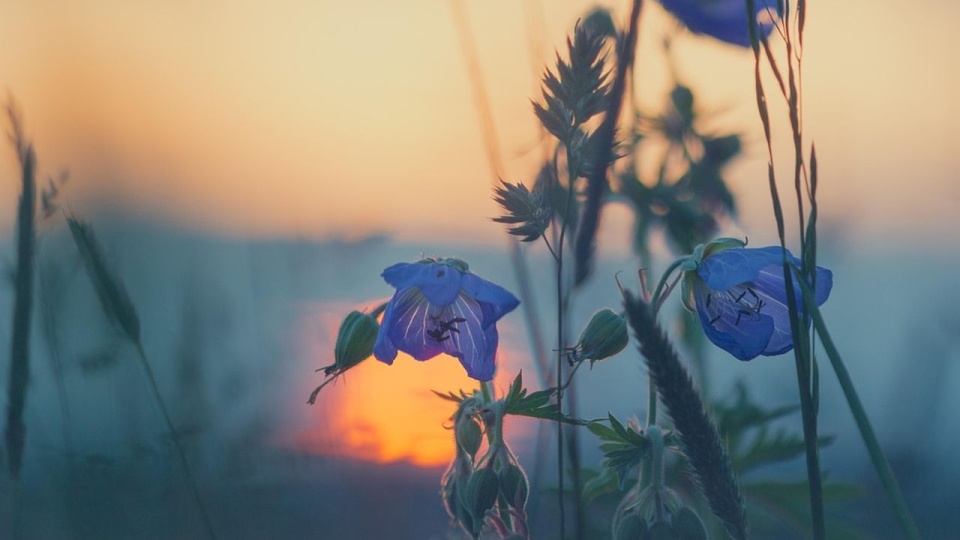 źródło: pixabay.com/811339/jonathansautter/CC0 - domena publiczna