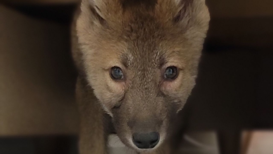 Fot. Facebook.com/Zwierzogród Wielgowo