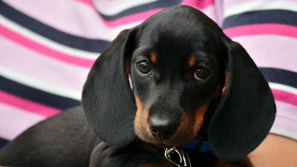 Fot. pixabay.com / congerdesign (CC0 domena publiczna)