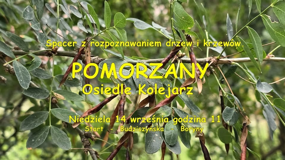 Fot. Facebook / Spacer z rozpoznawaniem drzew i krzewów.