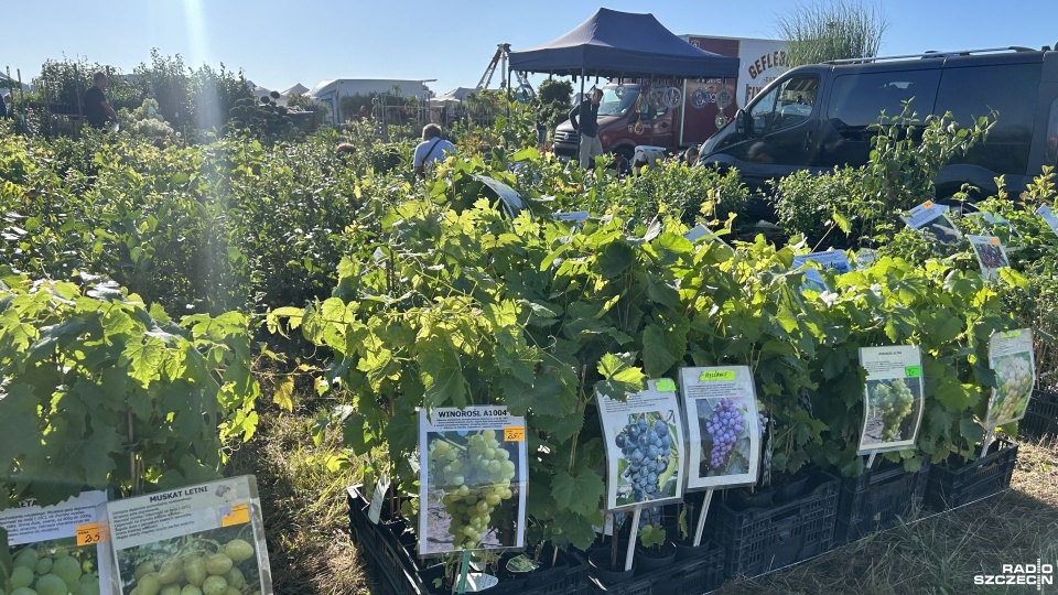 Targi Agro Pomerania w Barzkowicach. Fot. Kacper Narodzonek [Radio Szczecin]