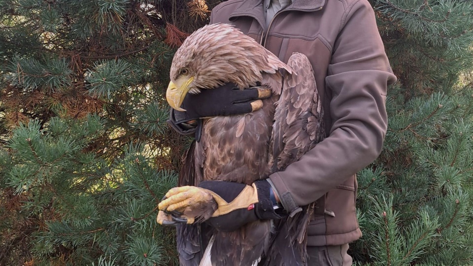 Fot. Nadleśnictwo Barlinek