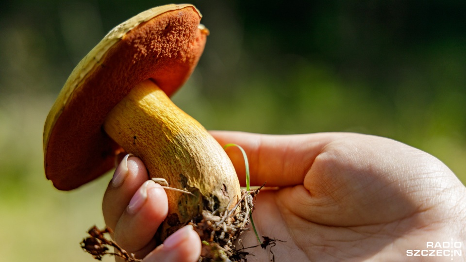 Fot. Robert Stachnik [Radio Szczecin]