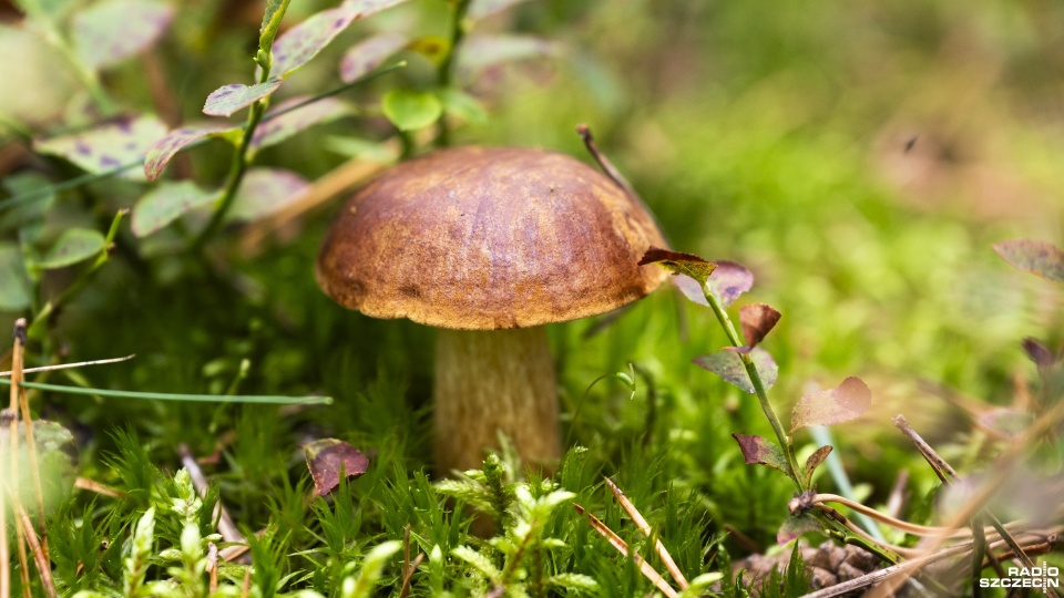 Fot. Kamila Kozioł [Radio Szczecin]