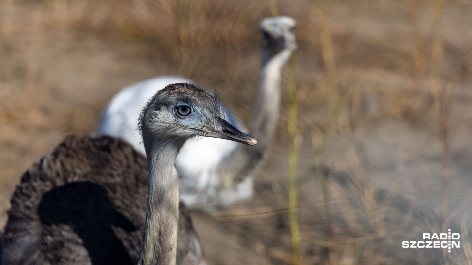 Fot. Robert Stachnik [Radio Szczecin]
