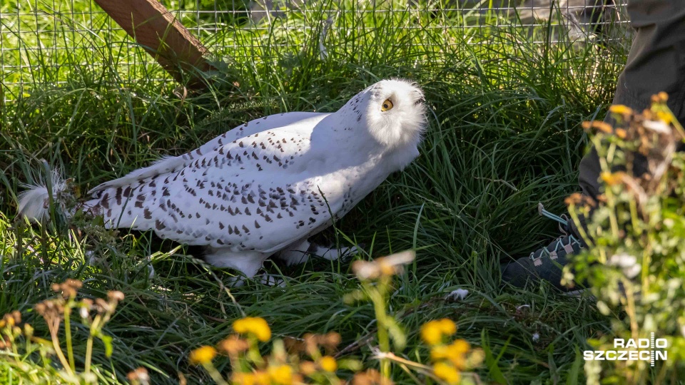 Fot. Robert Stachnik [Radio Szczecin]
