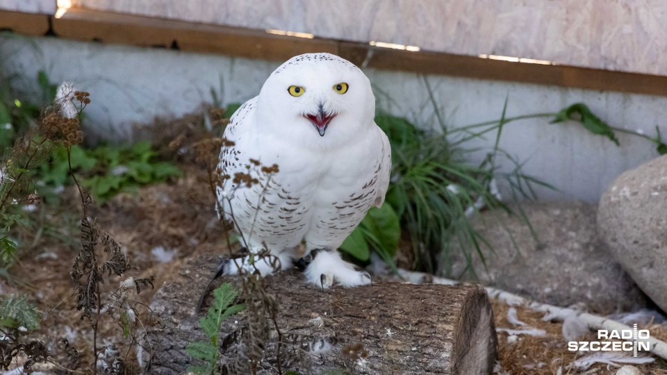 Fot. Robert Stachnik [Radio Szczecin]