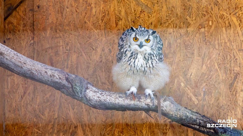 Fot. Robert Stachnik [Radio Szczecin]