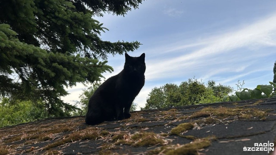 Bezpłatne sterylizacje i kastracje psów i kotów właścicielskich oraz kotów żyjących wolno będą realizowane od 1 października do 5 grudnia 2025 lub do wyczerpania środków. Fot. Jacek Rujna [Radio Szczecin]