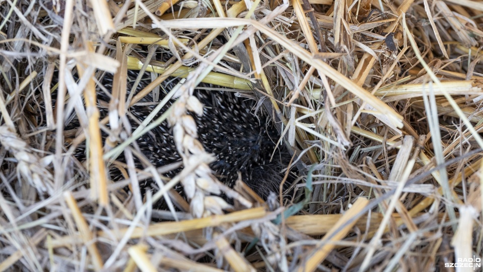 Fot. Kamila Kozioł [Radio Szczecin]