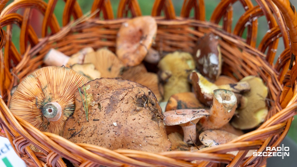 Fot. Robert Stachnik [Radio Szczecin]