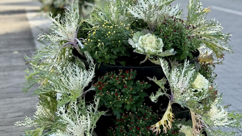 Fot. UM Świnoujście