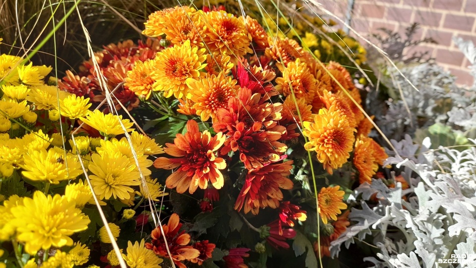 Fot. Joanna Maraszek [Radio Szczecin]