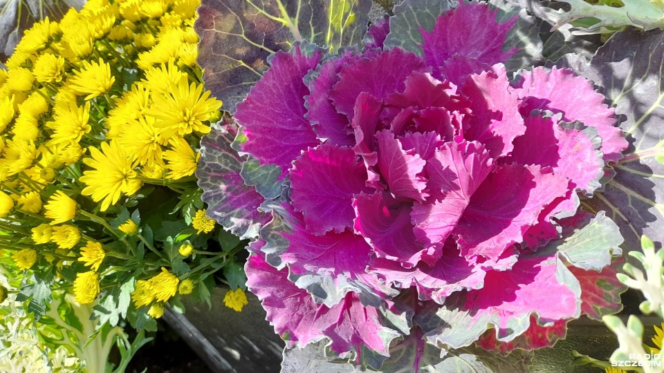 Fot. Joanna Maraszek [Radio Szczecin]