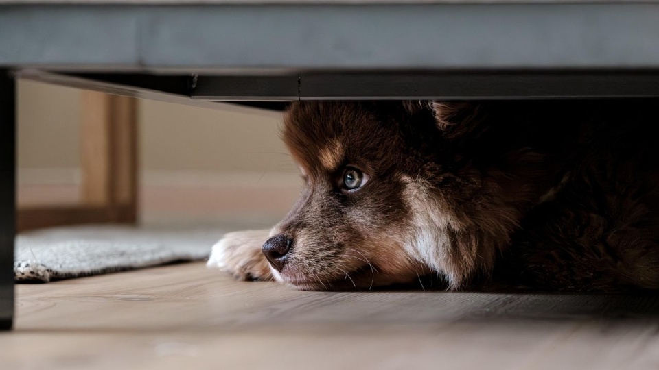 Fot. SSidde/ pixabay.com (CC0 domena publiczna)