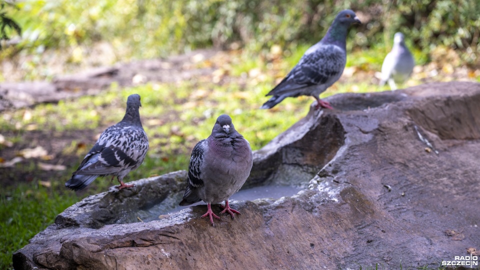 Fot. Kamila Kozioł [Radio Szczecin]