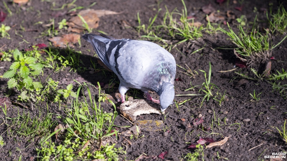 Fot. Kamila Kozioł [Radio Szczecin]