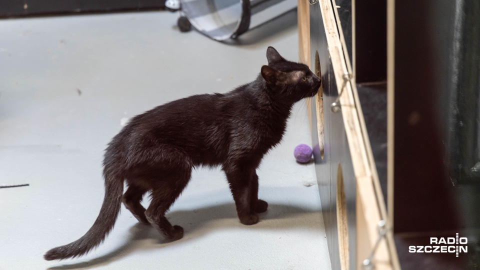 Zdjęcie ilustracyjne. Fot. Robert Stachnik [Radio Szczecin]