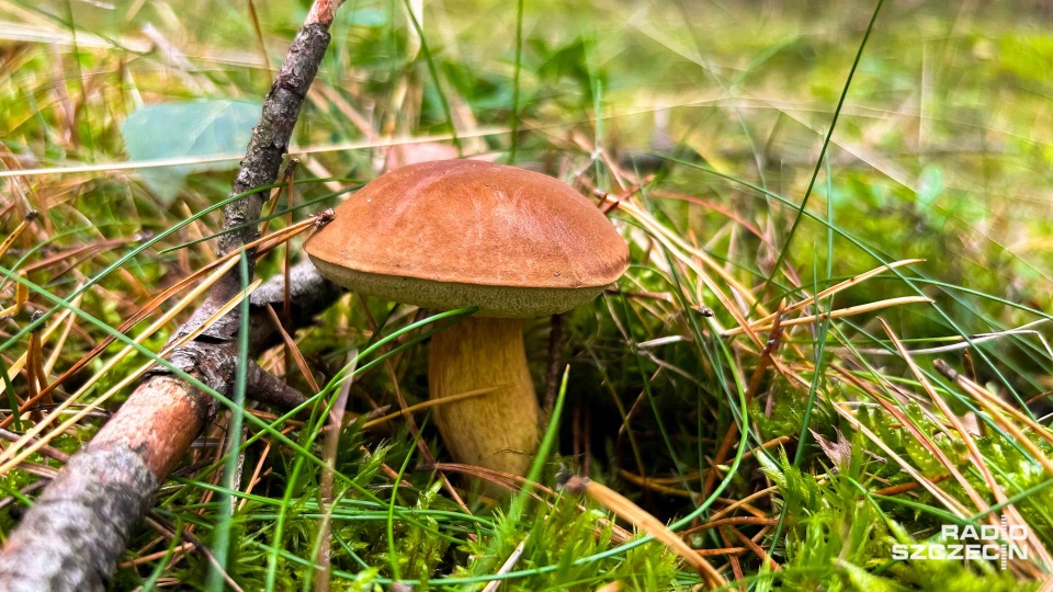 Fot. Robert Stachnik [Radio Szczecin]