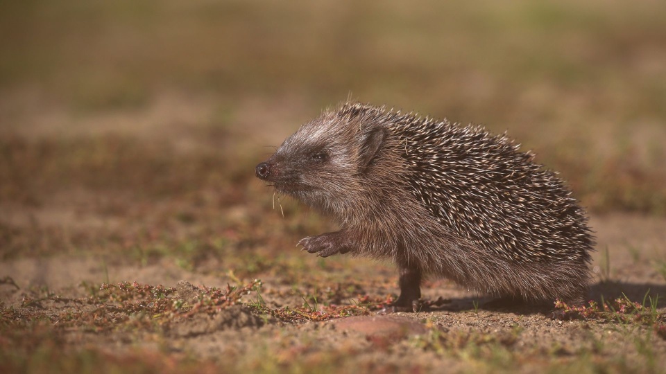 Fot. Regionalna Dyrekcja Lasów Państwowych w Szczecinie