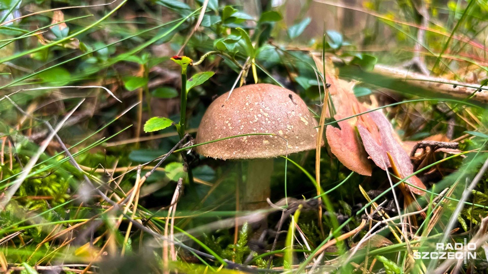 Fot. Robert Stachnik [Radio Szczecin]