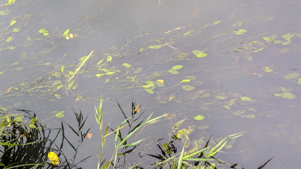 Fot. Maciej Papke [Radio Szczecin]