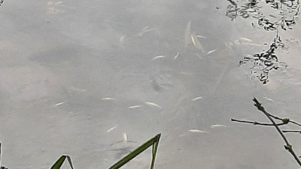 Fot. Regionalny Zarząd Gospodarki Wodnej w Szczecinie