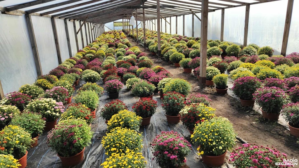 Uprawa chryzantem. Fot. Przemysław Polanin [Radio Szczecin]