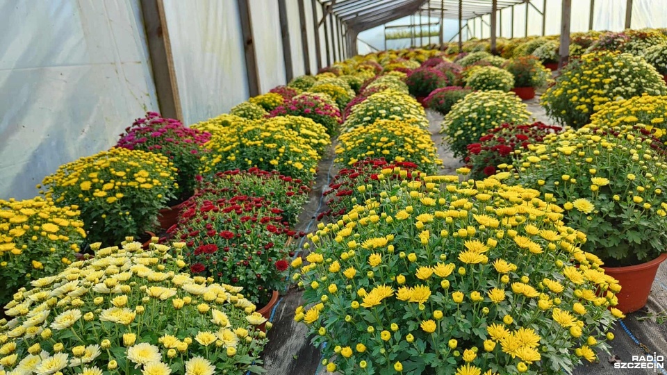 Uprawa chryzantem. Fot. Przemysław Polanin [Radio Szczecin]