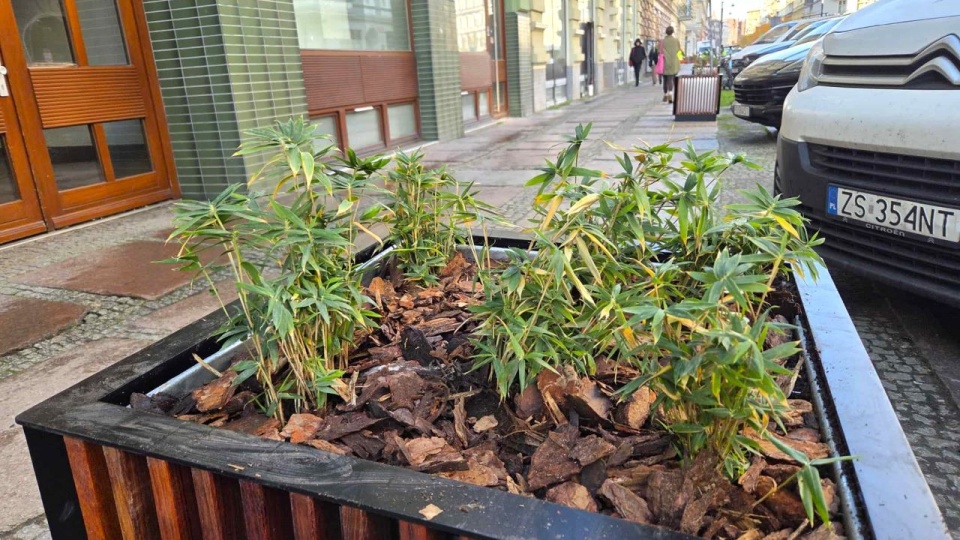 źródło: UM Szczecin